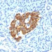 Formalin-fixed, paraffin-embedded Rat Pancreas stained with Insulin Monoclonal Antibody (IRDN/794).
