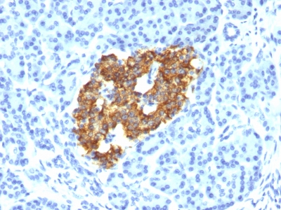 Formalin-fixed, paraffin-embedded Rat Pancreas stained with Insulin Monoclonal Antibody (IRDN/794).