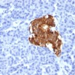 Formalin-fixed, paraffin-embedded human Pancreas stained with Insulin Monoclonal Antibody (IRDN/85).