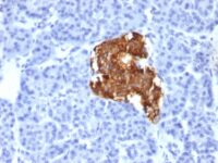 Formalin-fixed, paraffin-embedded human Pancreas stained with Insulin Monoclonal Antibody (IRDN/85).