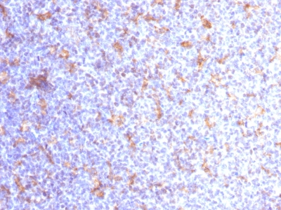 Formalin-fixed, paraffin-embedded human Tonsil stained with CD11c Monoclonal Antibody (ITGAX/1284).