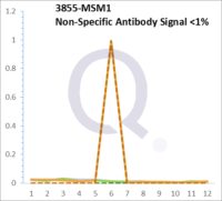 Analysis of Mass Spec data (dashed-line) of fractions stained with Cytokeratin 7 MS-QAVA™ monoclonal antibody [Clone: OV-TL12/30] (solid-line), reveals that less than 0.3% of signal is attributable to non-specific binding of anti-Cytokeratin 7 [Clone OV-TL12/30] to targets other than KRT7 protein. Even frequently cited antibodies have much greater non-specific interactions, averaging over 30%. Data in image is from analysis in Jurkat, U202 and HeLa cells.