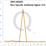 Analysis of Mass Spec data (dashed-line) of fractions stained with Cytokeratin 7 MS-QAVA™ monoclonal antibody [Clone: KRT7/760 + KRT7/903] (solid-line), reveals that less than 0.3% of signal is attributable to non-specific binding of anti-Cytokeratin 7 [Clone KRT7/760 + KRT7/903] to targets other than KRT7 protein. Even frequently cited antibodies have much greater non-specific interactions, averaging over 30%. Data in image is from analysis in Jurkat, U202 and HeLa cells.