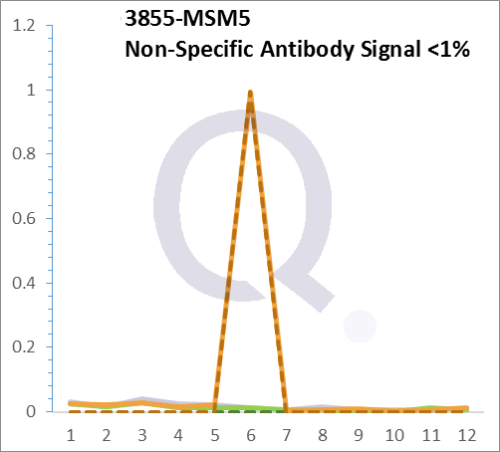 Analysis of Mass Spec data (dashed-line) of fractions stained with Cytokeratin 7 MS-QAVA™ monoclonal antibody [Clone: KRT7/760 + KRT7/903] (solid-line), reveals that less than 0.3% of signal is attributable to non-specific binding of anti-Cytokeratin 7 [Clone KRT7/760 + KRT7/903] to targets other than KRT7 protein. Even frequently cited antibodies have much greater non-specific interactions, averaging over 30%. Data in image is from analysis in Jurkat, U202 and HeLa cells.