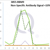 Analysis of Mass Spec data (dashed-line) of fractions stained with Cytokeratin 7 MS-QAVA™ monoclonal antibody [Clone: KRT7/1499R] (solid-line), reveals that less than 13.6% of signal is attributable to non-specific binding of anti-Cytokeratin 7  [Clone KRT7/1499R] to targets other than KRT7 protein. Even frequently cited antibodies have much greater non-specific interactions, averaging over 30%. Data in image is from analysis in A431, RT4 and MCF7 cells.