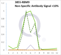 Analysis of Mass Spec data (dashed-line) of fractions stained with Cytokeratin 7 MS-QAVA™ monoclonal antibody [Clone: KRT7/1499R] (solid-line), reveals that less than 13.6% of signal is attributable to non-specific binding of anti-Cytokeratin 7  [Clone KRT7/1499R] to targets other than KRT7 protein. Even frequently cited antibodies have much greater non-specific interactions, averaging over 30%. Data in image is from analysis in A431, RT4 and MCF7 cells.