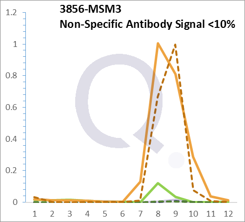 Analysis of Mass Spec data (dashed-line) of fractions stained with Cytokeratin 8 Anti-Human MS-QAVA™ monoclonal antibody [Clone: K8/383] (solid-line), reveals that less than 13% of signal is attributable to non-specific binding of anti-Cytokeratin 8 Anti-Human [Clone:  K8/383 ] to targets other than KRT8 protein. Even frequently cited antibodies have much greater non-specific interactions, averaging over 30%. Data in image is from analysis in Jurkat, U202 and HeLa cells.