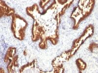 Formalin-fixed, paraffin-embedded Rat Colon stained with Cytokeratin 18 Monoclonal Antibody (KRT18/119).