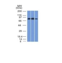 Formalin-fixed, paraffin-embedded human Tonsil stained with MCM7 Monoclonal Antibody (MCM7/1466).