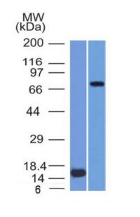 Western Blot  of (1) Recombinant MMP2 protein and (2) U87 Cell Lysate using MMP2 Monoclonal Antibody (MMP2/151).