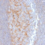 Formalin-fixed, paraffin-embedded Human Pancreas stained with MRP1/ABCC1 Monoclonal Antibody (MRP1/1343).