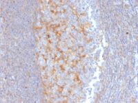 Formalin-fixed, paraffin-embedded Human Pancreas stained with MRP1/ABCC1 Monoclonal Antibody (MRP1/1343).