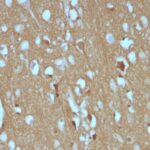 FACS analysis of CD56 on human Monocytes using CD56 Monoclonal Antibody (SPM128)