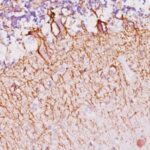 Formalin-fixed, paraffin-embedded Rat Cerebellum stained with Neurofilament Monoclonal Antibody (NF421).