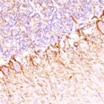 Formalin-fixed, paraffin-embedded human Cerebellum stained with Neurofilament Monoclonal Antibody (SPM23).