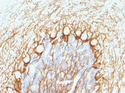 Formalin-fixed, paraffin-embedded Rat Cerebellum stained with Neurofilament Monoclonal Antibody (NE14).