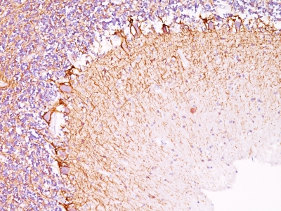 Formalin-fixed, paraffin-embedded Rat Cerebellum stained with Neurofilament Monoclonal Antibody (NR-4).