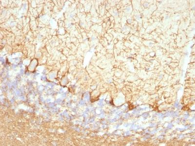 Formalin-fixed, paraffin-embedded Rat Cerebellum stained with Neurofilament Monoclonal Antibody (NFL/736).
