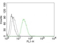 Flow Cytometry of human ODC1 on PC3 Cells. Black: Cells alone; Grey: Isotype Control; Green: Alexa Fluor® 488-labeled ODC1 Monoclonal Antibody (ODC1/485).