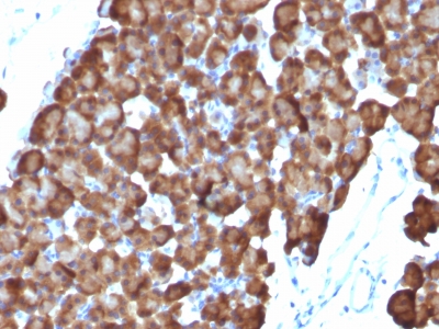 Formalin-fixed, paraffin-embedded human Pancreas stained with ODC1 Monoclonal Antibody (ODC1/486)