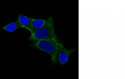 Formalin-fixed, paraffin-embedded Rat Pancreas stained with ODC1 Monoclonal Antibody (ODC1/487)