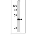 Western Blot of HeLa Cell Lysate using PAX7 Monoclonal Antibody (PAX7/497).