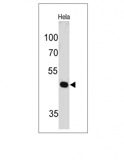 Western Blot of HeLa Cell Lysate using PAX7 Monoclonal Antibody (PAX7/497).