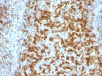 Formalin-fixed, paraffin-embedded human Tonsil stained with PD1 (CD279) MAb (PDCD1/922).