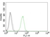 Flow Cytometry of human CD31 on Jurkat Cells. Black: Cells alone; Grey: Isotype Control; Green: Alexa Fluor® 488-labeled CD31 Monoclonal Antibody (JC/7A).