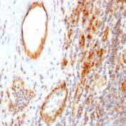 Formalin-fixed, paraffin-embedded human Tonsil stained with CD31 Monoclonal Antibody (1A1)