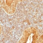 Formalin-fixed, paraffin-embedded human Pancreas stained with Cytochrome C Monoclonal Antibody (7H8.2C12).