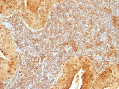 Formalin-fixed, paraffin-embedded human Pancreas stained with Cytochrome C Monoclonal Antibody (7H8.2C12).