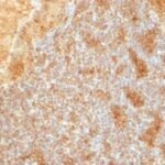 Formalin-fixed, paraffin-embedded human Pancreas stained with Cytochrome C Monoclonal Antibody (SPM389).