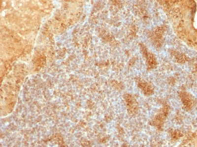 Formalin-fixed, paraffin-embedded human Pancreas stained with Cytochrome C Monoclonal Antibody (SPM389).