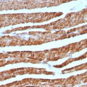 Formalin-fixed, paraffin-embedded human Pancreas stained with Cytochrome C Monoclonal Antibody (7H8.2C12 + CYCS/11).