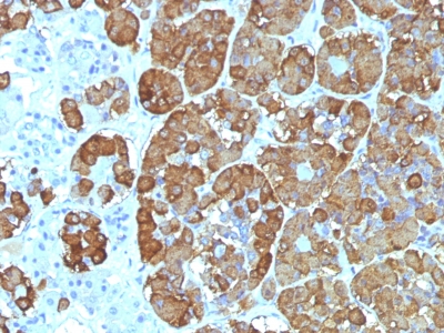 Formalin-fixed, paraffin-embedded Human Pituitary stained with ACTH Monoclonal Antibody (CLIP/1449).