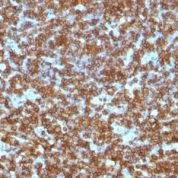 Formalin-fixed paraffin-embedded human Tonsil stained with CD45RA Monoclonal Antibody (PTPRC/1131).