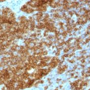 Formalin-fixed, paraffin-embedded human Tonsil stained with CD45RA Monoclonal Antibody (SPM568).