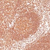 Formalin-fixed, paraffin-embedded human Tonsil stained with CD45RB Ab (2B11+PD7/26).