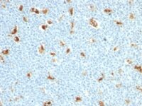 Formalin-fixed, paraffin-embedded human Tonsil stained with S1A9 Monoclonal Antibody (S1A9/111)