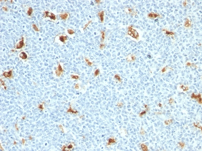 Formalin-fixed, paraffin-embedded human Tonsil stained with S1A9 Monoclonal Antibody (S1A9/111)