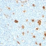 Formalin-fixed, paraffin-embedded human Tonsil stained with MRP14 Monoclonal Antibody (MRP14/84)