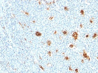 Formalin-fixed, paraffin-embedded human Tonsil stained with MRP14 Monoclonal Antibody (MRP14/84)