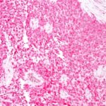 Western blot analysis of human brain lysate using S1B Mouse Monoclonal Antibody (4C4.9).