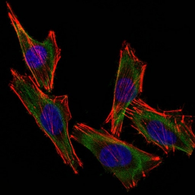 Confocal Immunofluorescent analysis of A258 cells using AF488-labeled Isotype Control Monoclonal Antibody (IgG2a) (Green). F-actin filaments were labeled with Dylight 554 Phalloidin (red). DAPI was used to stain the cell nuclei (blue). (Negative Control)