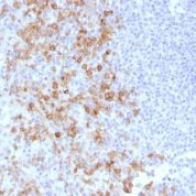 Formalin-fixed, paraffin-embedded human Tonsil stained withCD162 Monoclonal Antibody (PSGL1/161).