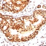 Western Blot of HeLa Cell Lysateusing SUMO-2 Monoclonal Antibody (SM23/496)