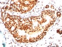 Western Blot of HeLa Cell Lysateusing SUMO-2 Monoclonal Antibody (SM23/496)