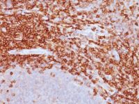 FACS Analysis of human PBMC with CD43 Monoclonal Antibody (DF-T1) (red) or isotype control (green).