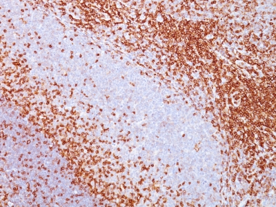 Western Blot Analysis of human Spleen Lysate using CD43 Monoclonal Antibody (SPN/839).